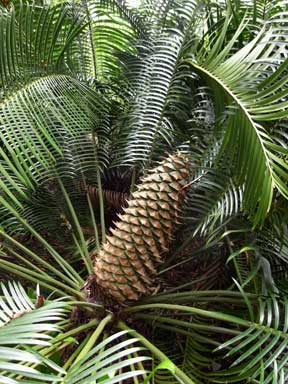 APII jpeg image of Lepidozamia peroffskyana  © contact APII