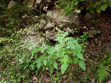 APII jpeg image of Desmodium tortuosum  © contact APII