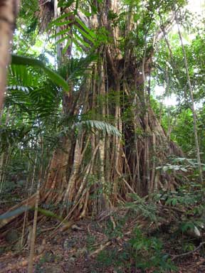 APII jpeg image of Ficus virens  © contact APII