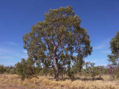 APII jpeg image of Corymbia plena  © contact APII