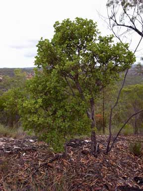 APII jpeg image of Coelospermum reticulatum  © contact APII