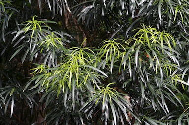 APII jpeg image of Podocarpus grayae  © contact APII