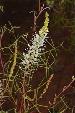 APII jpeg image of Grevillea intricata  © contact APII