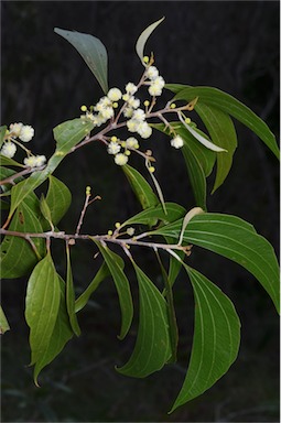 APII jpeg image of Acacia flavescens  © contact APII