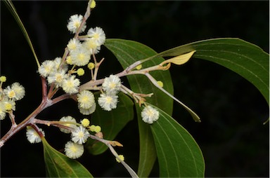 APII jpeg image of Acacia flavescens  © contact APII