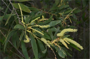 APII jpeg image of Acacia leptocarpa  © contact APII