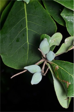 APII jpeg image of Terminalia melanocarpa  © contact APII