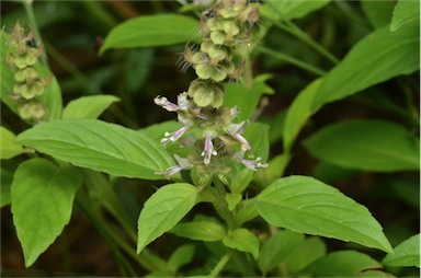 APII jpeg image of Ocimum basilicum  © contact APII