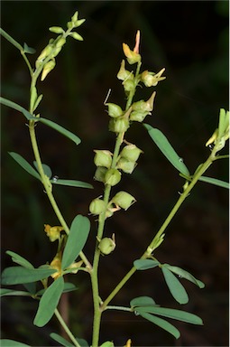 APII jpeg image of Crotalaria medicaginea var. neglecta  © contact APII