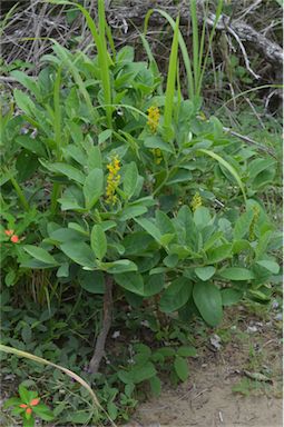 APII jpeg image of Crotalaria mitchellii subsp. mitchellii  © contact APII