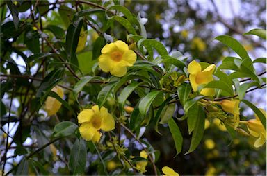 APII jpeg image of Allamanda cathartica  © contact APII