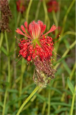 APII jpeg image of Pimelea haematostachya  © contact APII