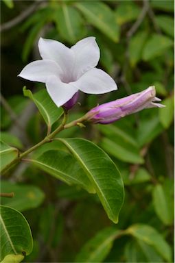 APII jpeg image of Cryptostegia grandiflora  © contact APII