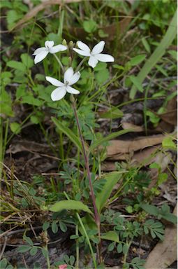 APII jpeg image of Pseuderanthemum variabile  © contact APII