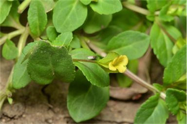 APII jpeg image of Mecardonia procumbens  © contact APII