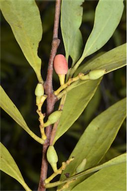 APII jpeg image of Dendrophthoe glabrescens  © contact APII