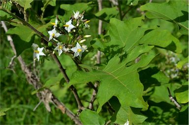 APII jpeg image of Solanum torvum  © contact APII