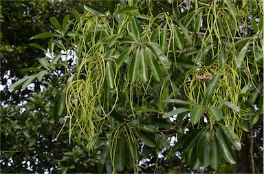 APII jpeg image of Alstonia scholaris  © contact APII