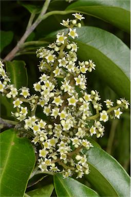 APII jpeg image of Geijera salicifolia  © contact APII