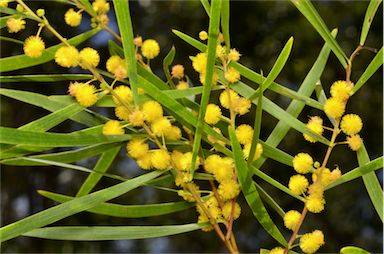 APII jpeg image of Acacia simsii  © contact APII