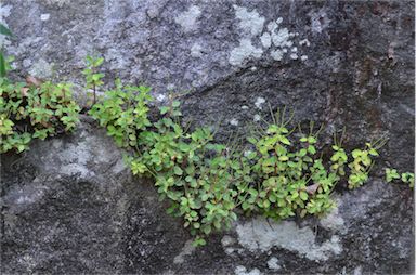 APII jpeg image of Peperomia blanda var. floribunda  © contact APII