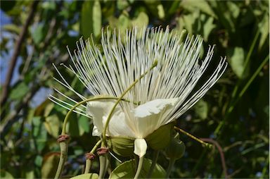 APII jpeg image of Capparis canescens  © contact APII