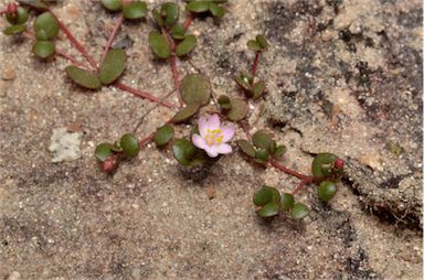 APII jpeg image of Portulaca bicolor  © contact APII