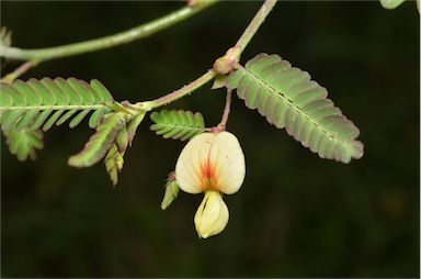 APII jpeg image of Aeschynomene indica  © contact APII