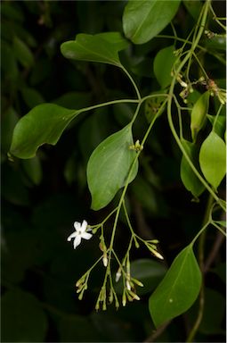 APII jpeg image of Jasminum didymum subsp. racemosum  © contact APII