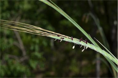 APII jpeg image of Heteropogon triticeus  © contact APII