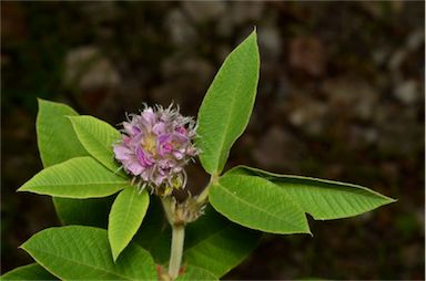 APII jpeg image of Flemingia trifoliata  © contact APII