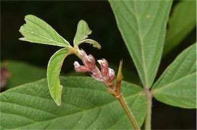 APII jpeg image of Flemingia parviflora  © contact APII