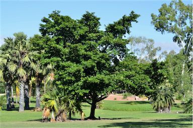 APII jpeg image of Terminalia muelleri  © contact APII