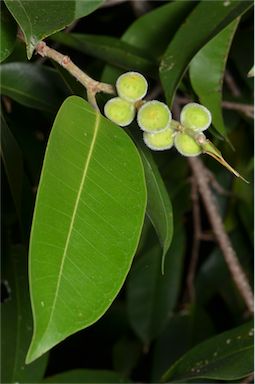 APII jpeg image of Ficus longifolia  © contact APII