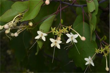 APII jpeg image of Clerodendrum floribundum var. coriaceum  © contact APII