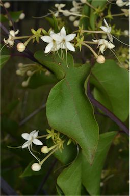 APII jpeg image of Clerodendrum floribundum var. coriaceum  © contact APII