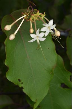 APII jpeg image of Clerodendrum floribundum var. coriaceum  © contact APII