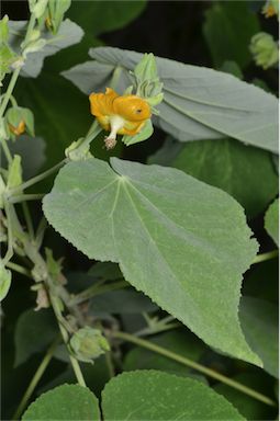 APII jpeg image of Abutilon auritum  © contact APII