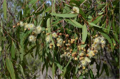 APII jpeg image of Corymbia plena  © contact APII