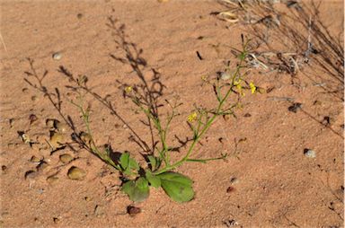 APII jpeg image of Goodenia paniculata  © contact APII