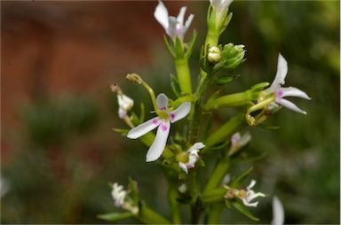 APII jpeg image of Stylidium eglandulosum  © contact APII