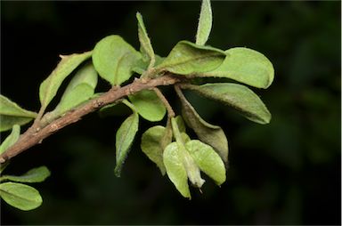 APII jpeg image of Macropteranthes leichhardtii  © contact APII