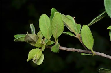 APII jpeg image of Macropteranthes leichhardtii  © contact APII