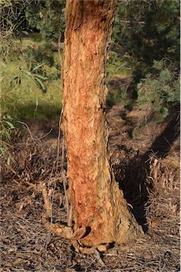 APII jpeg image of Corymbia leichhardtii  © contact APII