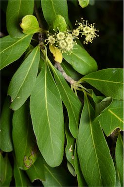 APII jpeg image of Terminalia oblongata  © contact APII