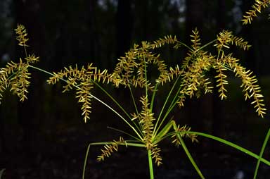 APII jpeg image of Cyperus exaltatus  © contact APII