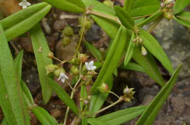 APII jpeg image of Oldenlandia corymbosa var. corymbosa  © contact APII