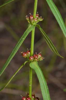 APII jpeg image of Ammannia multiflora  © contact APII