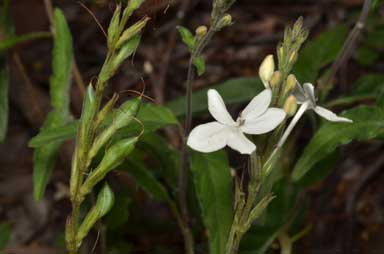 APII jpeg image of Pseuderanthemum variabile  © contact APII