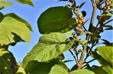 APII jpeg image of Paulownia tomentosa  © contact APII